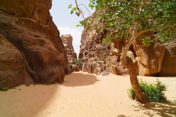 Unlocking home games settings: the role of proxy partners